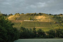 Nahe am Sommer 2011 - Monzingen - Weinberg im Abendlicht