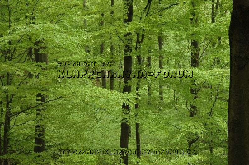 Junges Grün im Wald beim CP
